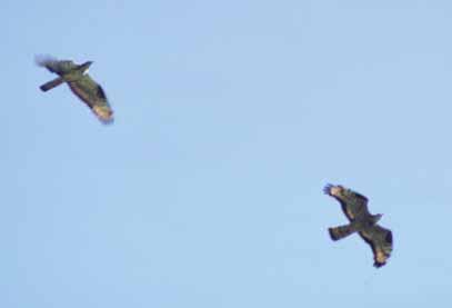 ❷ Suivi des migrateurs Des agents de terrain répertorient les mouvements d oiseaux à partir de sites d observation.