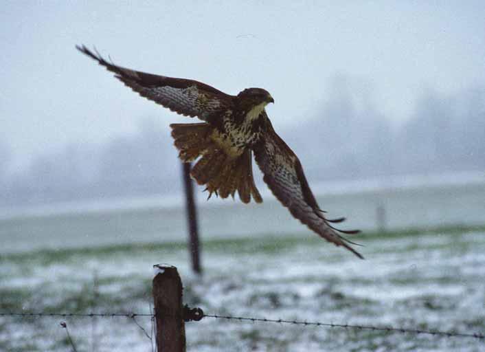 éoliennes ou la présence d autres structures à risque pour les oiseaux aux abords immédiats.