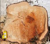 : exemples d arbres atteints et correctement diagnostiqués