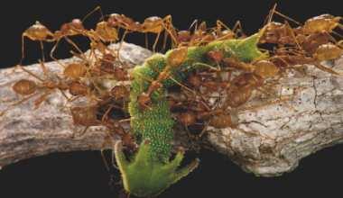 Panneau 17 Quelle proie ces fourmis sont-elles en train d attaquer?