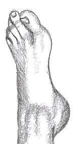 ... Le troisième doigt de la main de l Aye-aye, très long, lui permet d attraper les insectes dont il se nourrit.