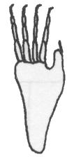 Contrairement à l homme, son pied a des doigts longs et un pouce opposable. Observe le spécimen et entoure le dessin qui correspond à son pied.