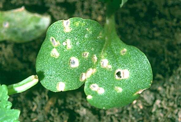 Nuisibilité et dégâts Adulte de la levée à 3 feuilles (1/4 surface foliaire détruite risque de non compensation par la
