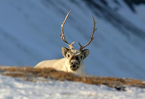 Les seuls migrateurs terrestres du Grand Nord sont les caribous et ils effectuent la plus grande migration de tous les animaux terrestres : la distance parcourue peut atteindre 6000 kilomètres par an!