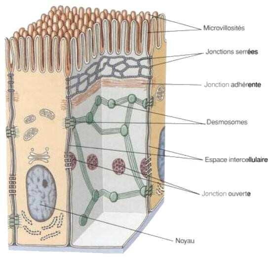 3-La cellule Interactions entre cellules (pluricellulaire, animal): -jonctions serrées ou étanches -jonctions adhérentes -desmosomes -jonctions ouvertes ou communicantes (gap) autour