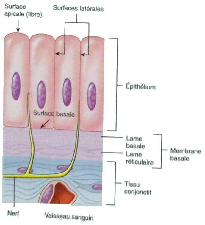4-Les tissus Le tissu épithélial: apicale -tissu de surface latérale