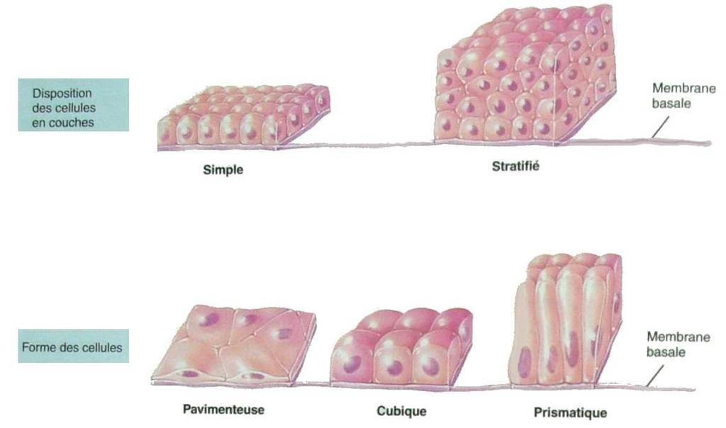membrane basale -non vascularisé -innervé épithélium de revêtement