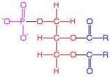 2-Glucides/sucres/hydrates de carbone/oses monosaccharides -triose : 3C -pentose : 5C -hexose : 6C disaccharides ex: sucre de table: sucrose ou