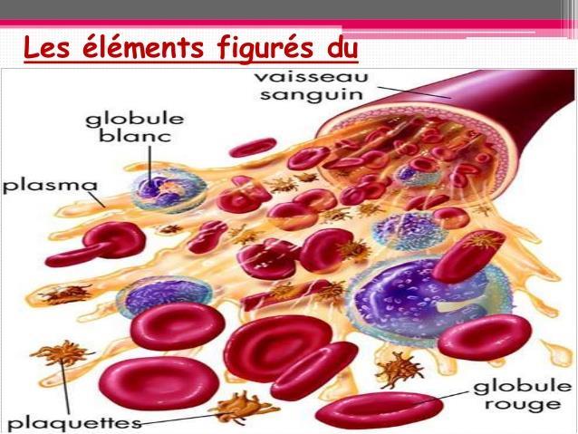 L hématocrite est le volume occupé par les hématies dans un volume donné du sang total Le VGM rend compte de la taille moyenne des globules rouges CCMH : concentration corpusculaire moyenne en