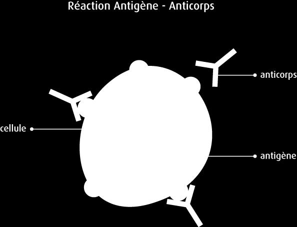 IMMUNO-HEMATOLOGIE ERYTHROCYTAIRE Discipline de biologie médicale qui analyse : - les antigènes de surface des globules rouges - les anticorps dirigés contre ces antigènes On appelle antigène (Ag)