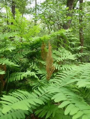 Certaines espèces sont remarquables et protégées comme la Luzule des bois et la Calamagrostis des marais. La Rossolis à feuilles rondes est une espèce protégée.