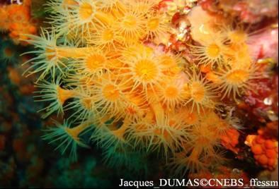 Les peuplements coralligènes ou des tombants sont majoritairement caractérisés par : Groupe Algues Spongiaires Caractéristiques / espèces Nombreuses et calcifiés pour la plupart, servant de support