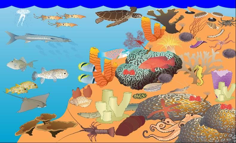 10.4 Les récifs coralliens Les récifs coralliens des mers chaudes sont des constructions biologiques formés principalement de squelettes calcaires secrétés par les polypes des coraux.