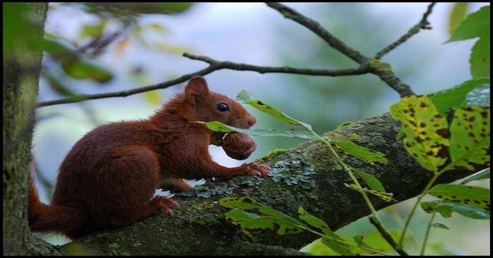 ASINUS ET SES PASSAGERS Pour les curieux : l écureuil L'écureuil est un petit mammifère d'une vingtaine de centimètres. Son pelage est roux mais peut changer légèrement de couleur selon les saisons.