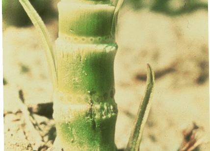 végétative Phase reproductive hybrides tardifs