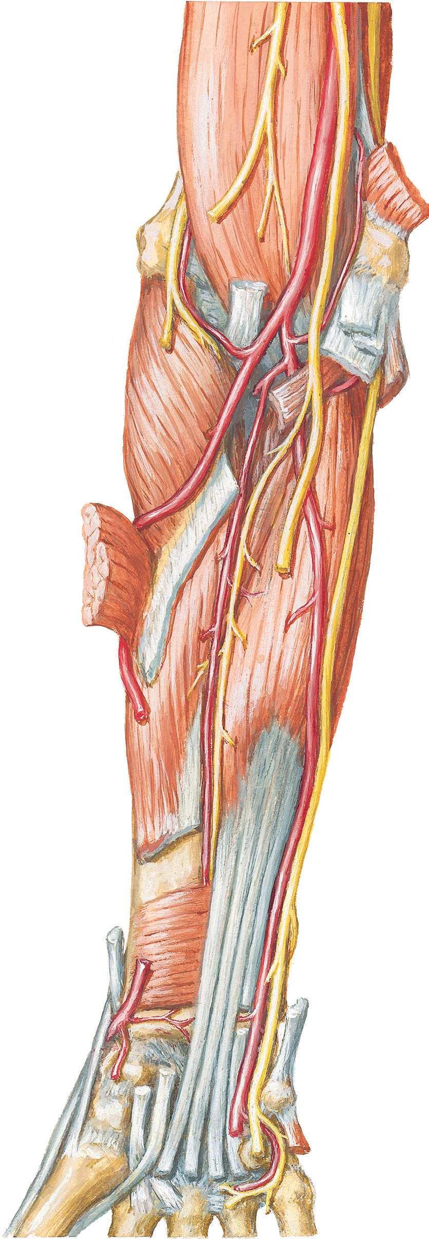 Anatomie Nerfs Nerfs Figure 10-8. Nerfs de l'avant-bras : vue antérieure.