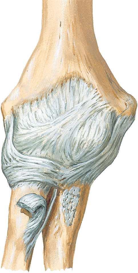 Ligaments Anatomie Ligaments Coude Figure 10-3. Ligaments du coude.
