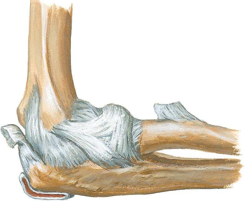 ulnaire Insertion du muscle brachial Corde oblique Humérus Tendon du triceps brachial Capsule articulaire Capsule articulaire Ligament collatéral radial Ligament collatéral ulnaire Ligament annulaire