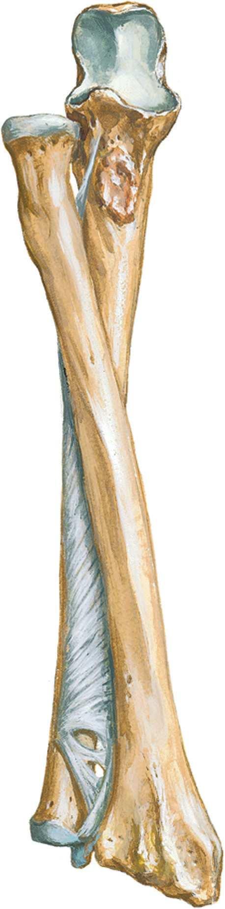 Anatomie Ligaments Avant-bras Figure 10-4. Ligaments de l'avant-bras.