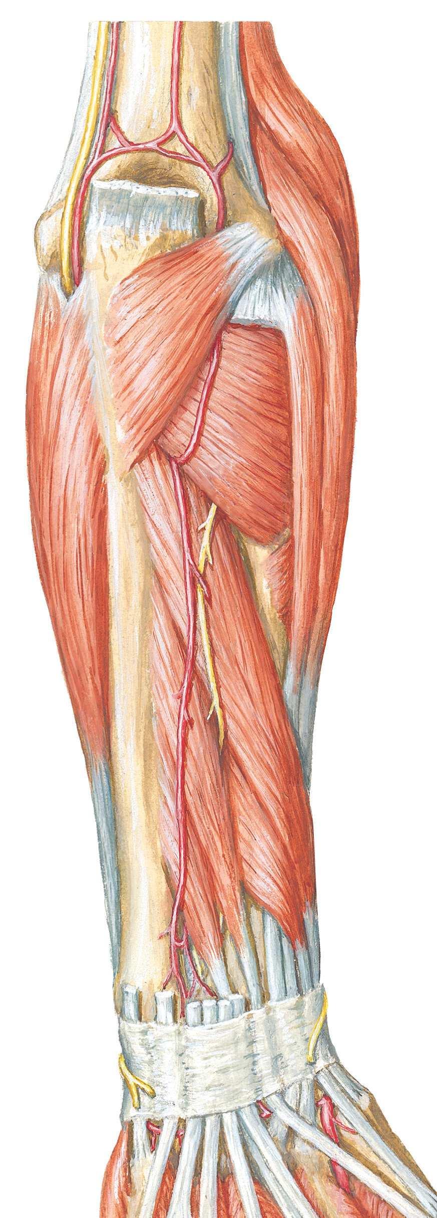 Muscles Anatomie Muscles Muscles antérieurs et postérieurs du bras Figure 10-5. Muscles de l'avant-bras : vue postérieure.