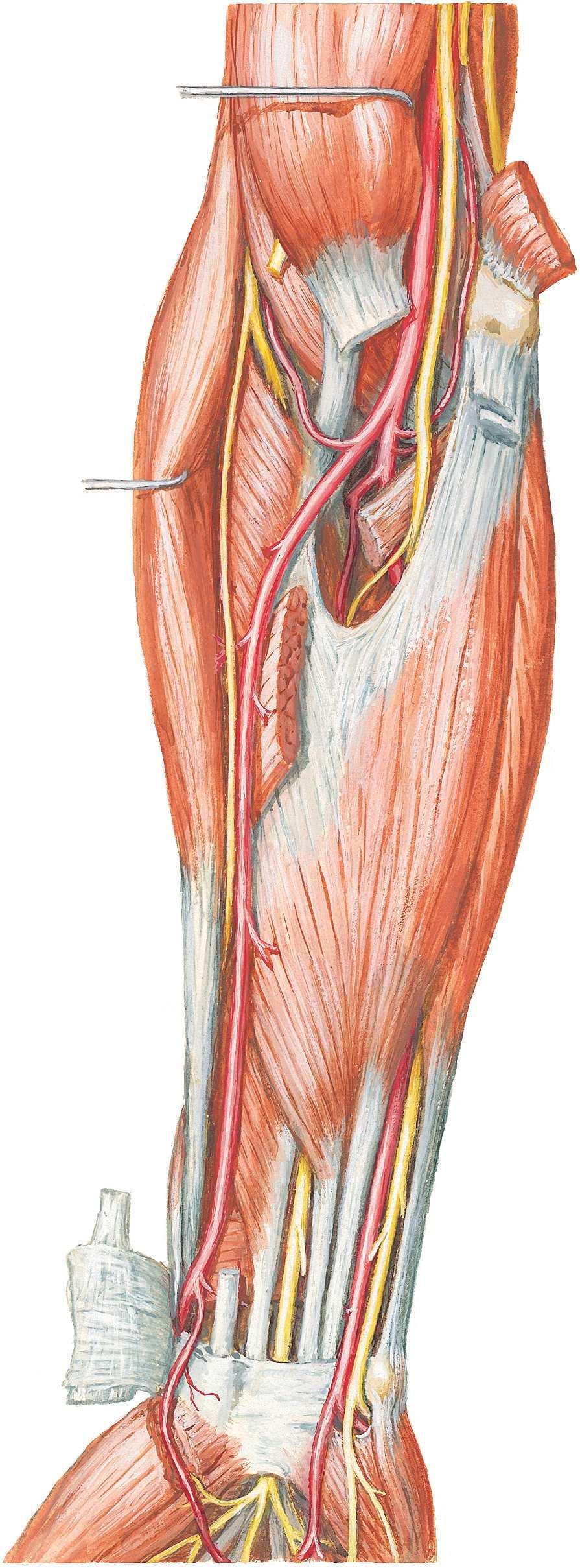 Anatomie Muscles Figure 10-6. Muscles de l'avant-bras : vue antérieure.