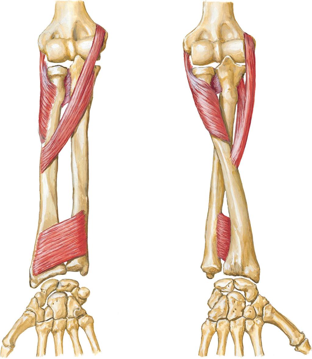 Muscles Anatomie Muscles supinateurs et pronateurs de l'avant-bras Figure 10-7. Muscles propres de l'avant-bras : rotateurs du radius.