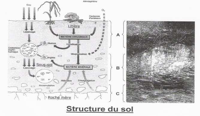 3. Structure physicochimique du sol La surface de la croûte terrestre est travaillée par les évènements climatiques et les êtres biologiques.