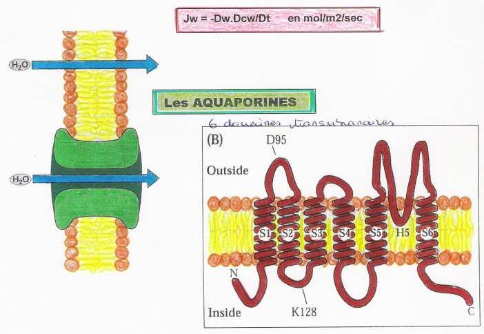 - Potentiel de Gravité L eau traverse les membranes par différents mécanismes - Diffusion simple entre les lipides - Diffusion par les aquaporines, qui sont des protéines membranaires