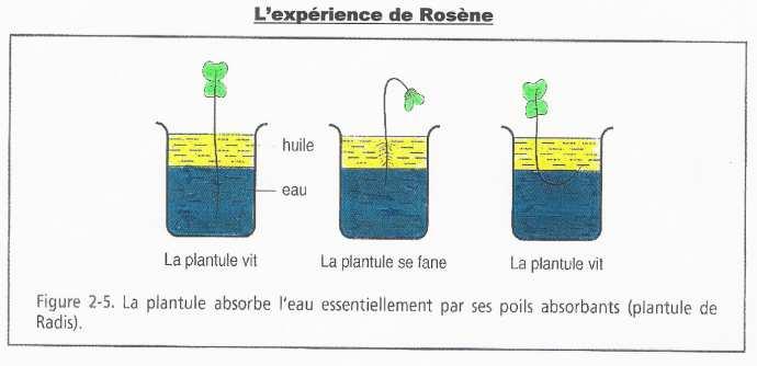 Le passage de l eau se fait dans les deux sens. 7. L absorption de l eau Expérience de Rosène On constate que l absorption de l eau se fait essentiellement par les poils absorbants.