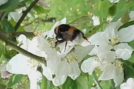Les bonnes pratiques pour favoriser l activité des insectes pollinisateurs et pour maintenir des ressources alimentaires en dehors des périodes de floraison des cultures mellifères A RETENIR - En