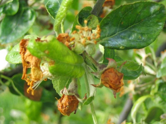 Œillet pour les pommes à cidre. Connaissance de la maladie L oïdium est une maladie fongique. Elle passe l hiver dans les écailles des bourgeons.
