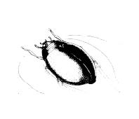 "Illustration 1" Gyrin GERRIS Insectes tombés à la surface de l eau 1 1,5 cm Il glisse sur l eau par saccade. Corps allongé très fin. Longues antennes. 4 de ses pattes étalées en X.