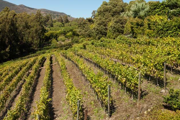 Le domaine Admirable Family Vineyards Au cœur de la nouvelle appellation Malibu Coast Le premier vignoble connu sur la côte de Malibu a été planté au début des années 1800.