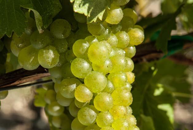 La viticulture biologique et durable «La viticulture est une activité paisible, très peu gourmande en eau et respectueuse de la terre nourricière, sans laquelle nous ne pourrions pas produire des