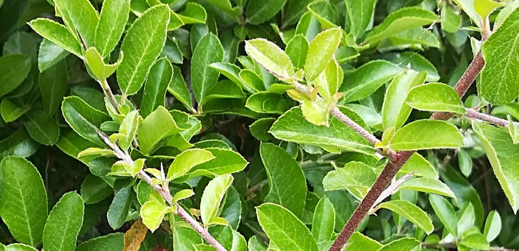 LE BUISSON ARDENT Pyracantha Rosacées C est un arbuste buissonnant, de croissance rapide et de culture facile. Il peut atteindre 6 m de haut.