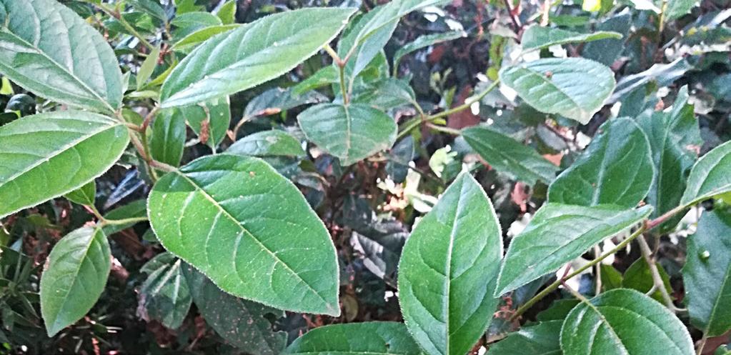 LE LAURIER THYM Viburnum tinus Adoxcicée Il s agit d un arbuste pouvant atteindre 2 à 7 m de hauteur et 3 m de large, avec une couronne arrondie dense.
