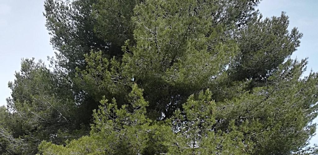 LE PIN D ALEP Penus halepensis Pinacées Le pin d Alep mesure en moyenne entre 15 et 20 m de long et peut vivre plus de 100 ans. C est un arbre de type conifère ou de type résineux.