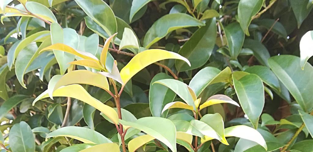 LE TROÈNE Ligustrum vulgare Caprifoliacées C est un arbuste au feuillage persistant vert et brillant. Ses petites feuilles ovales sont coriaces. Selon les espèces et les variétés, sa hauteur varie.