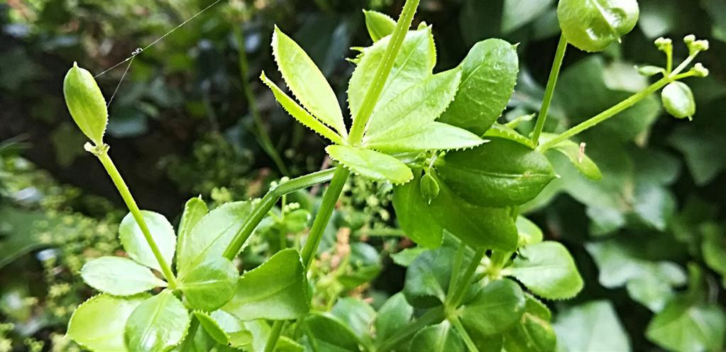 LA GARANCE VOYAGEUSE Rubia peregrina Rubiaceae La garance voyageuse est une plante vivace grimpante à souche rampante aux racines de couleur jaune.