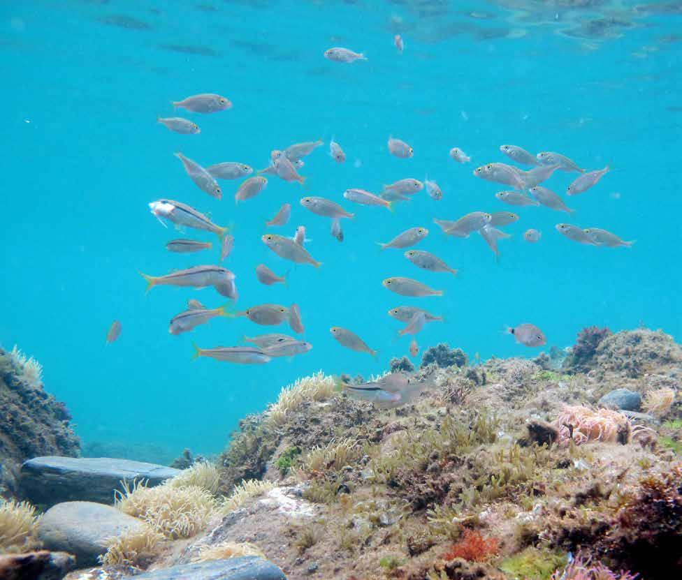 Impacts des aménagements côtiers sur les écosystèmes (Ecocean) Petits fonds côtiers Nouvelles recrues SMNLR L érosion de la biodiversité marine De par ses caractéristiques et ses acteurs, la région