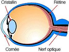 31 4 LA PERCEPTION DES COULEURS 4.1 PREAMBULE La vision des couleurs chez l homme provient évidemment de la structure biologique de l œil, mais aussi du traitement cérébral.