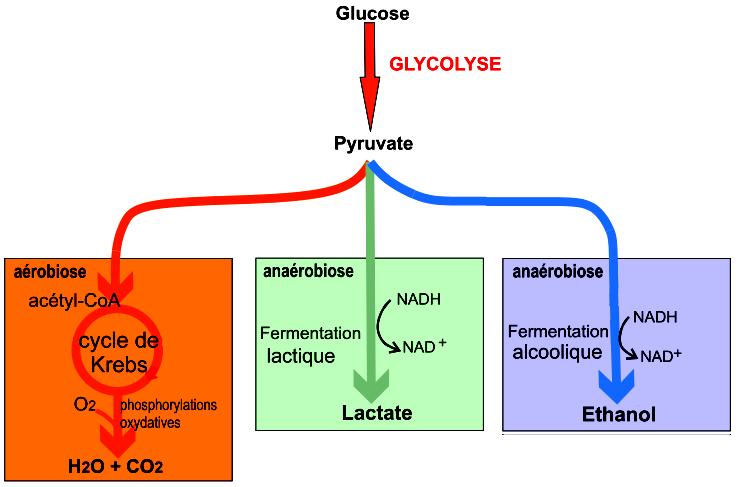 Document 2 : Devenir des molécules organiques carbonées et azotées des eaux usées Donnée 1 : catabolisme du glucose (thème 2 chapitre 2) donnée 2 : cycle de l azote (thème 5 chapitre 3) 4.