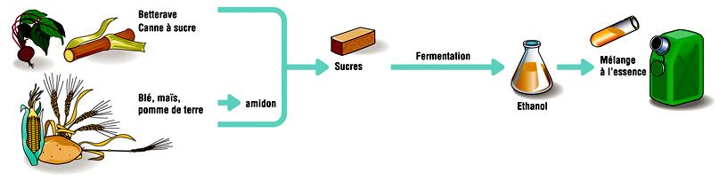 Activité 2 : La production de biocarburant Connaissances L Homme exploite les voies métaboliques particulières d organismes vivants dans certains procédés industriels, comme par exemple : -