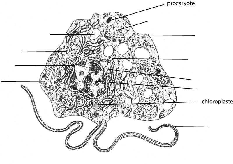 2. Ultrastructure cellulaire (12 points). Voici une microphotographie obtenue en microscopie électronique : a) Légendez correctement l'image. / 5 b) De quel type d organisme s agit-il?