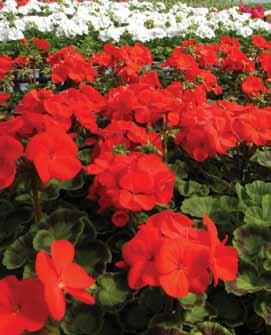 Proven Winners Colorchoice Plant Of The Week 2019 Plants Of The