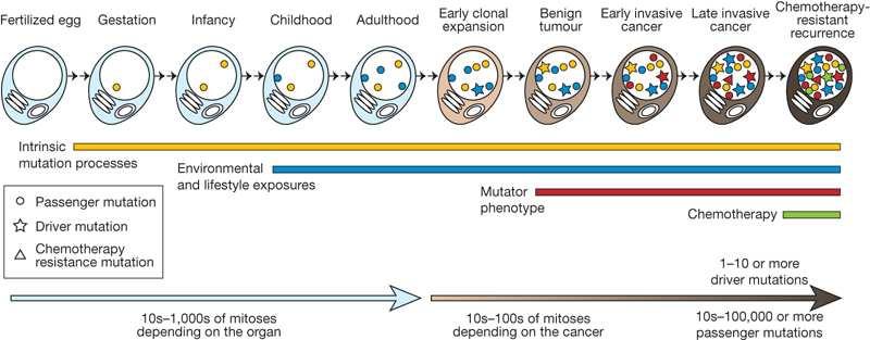 TRANSFORMATION TUMORALE Accumulation progressive de mutations au coursdes divisions cellulaires.