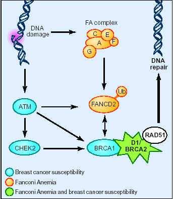 INTRODUCTION Principaux gènes de prédisposition : BRCA 1 et BRCA2 : Rôle dans le maintien de l intégrité du génome notamment réparation des cassures double-brin