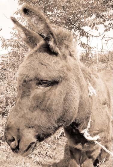 donkey lovituri pentru pierderea în greutate