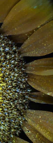GLOSSAIRE ÉTAMINE Organe mâle de la fleur, qui produit le pollen. L étamine est constituée de l ANTHÈRE, partie supérieure qui contient le pollen, portée par une partie mince et allongée, le FILET.