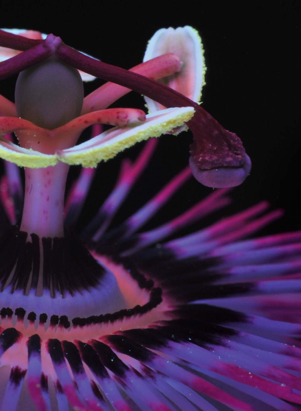 La fleur de passiflore (Passiflora caerulea) vue à la